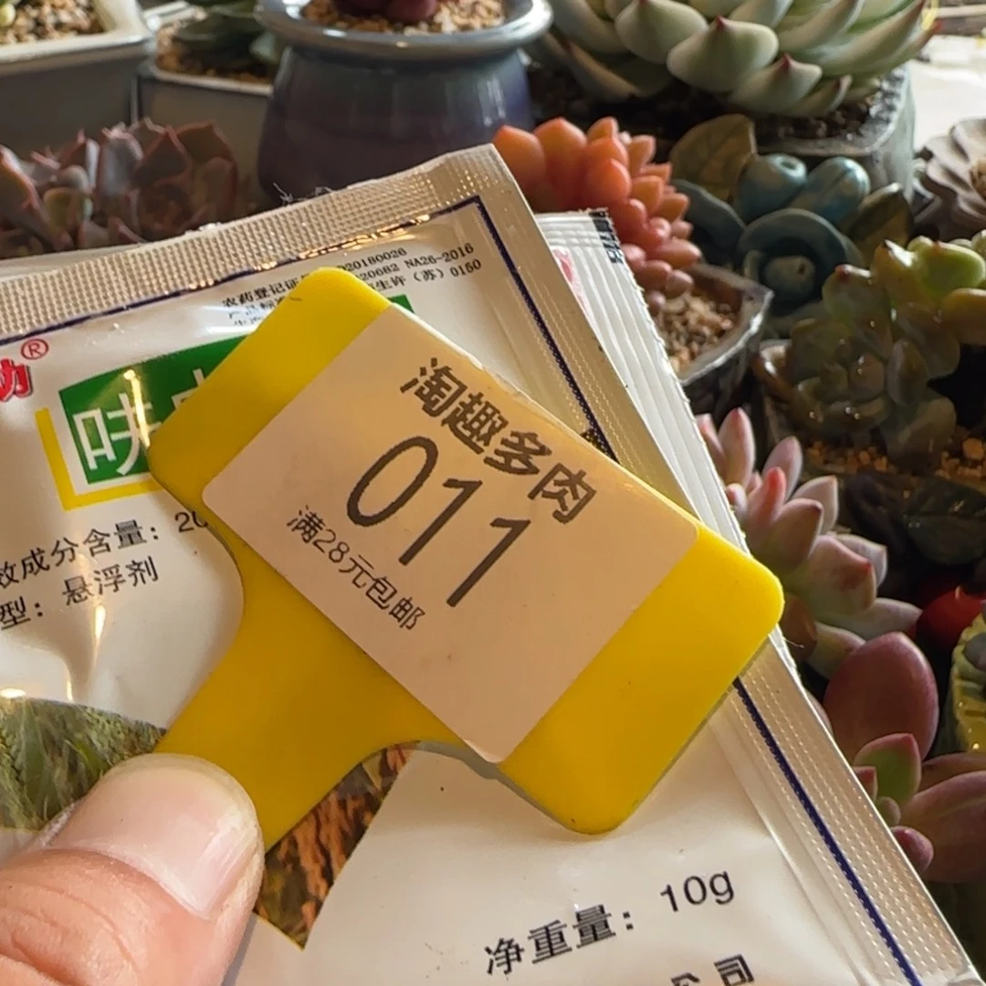 多肉植物这颗虫打药