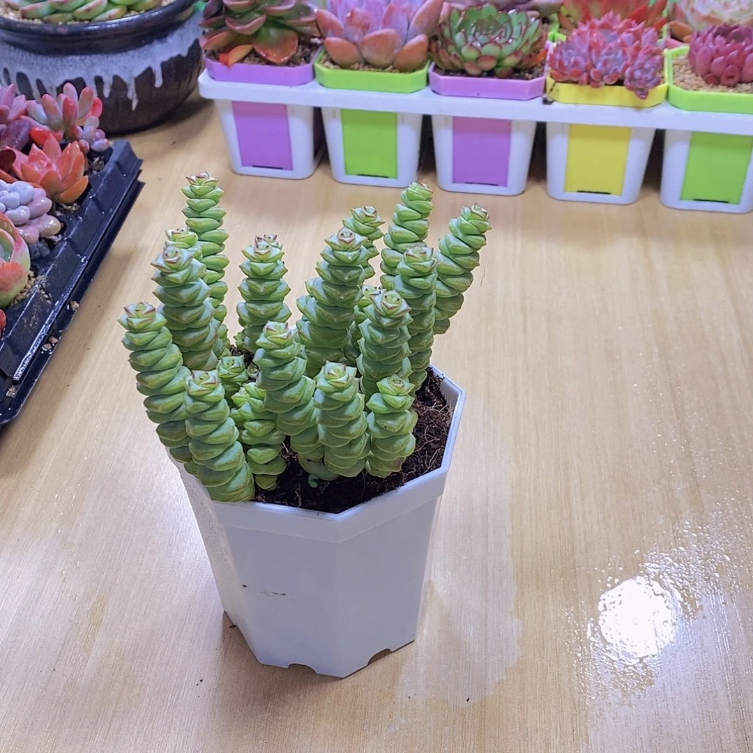 无花朵多肉植物钱串八颗送八角盆土