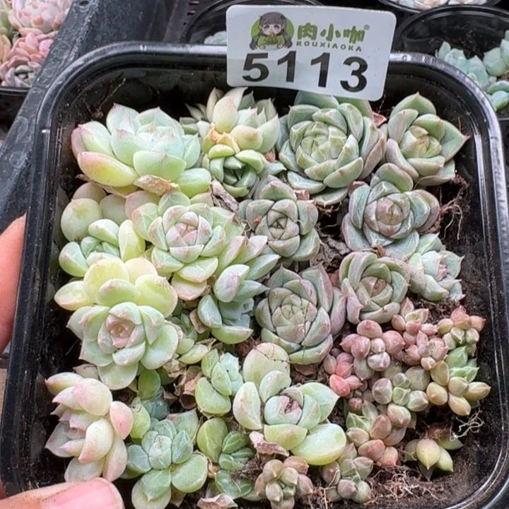 多肉植物多肉植物
