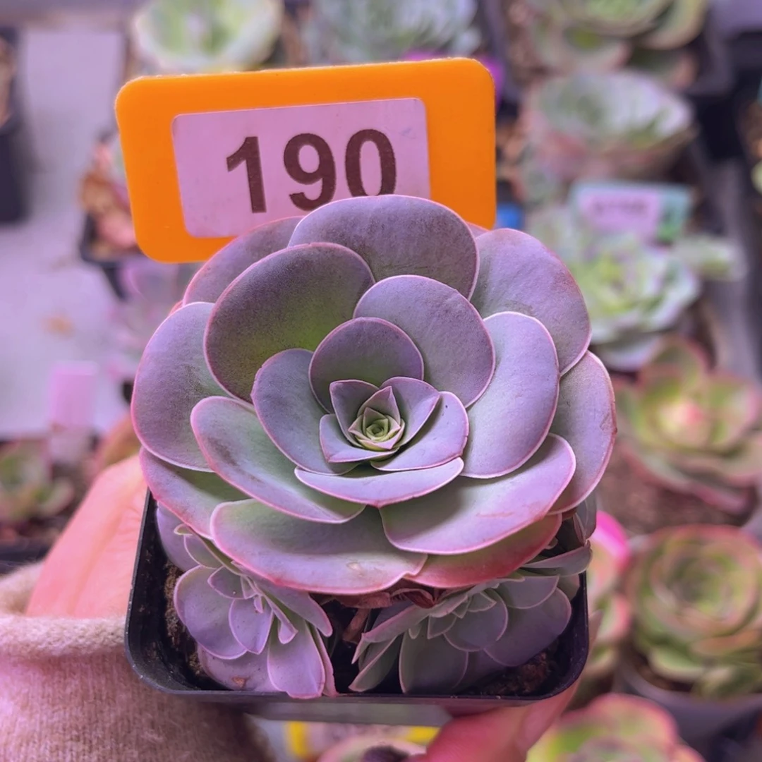 四月天玫瑰一物一拍190