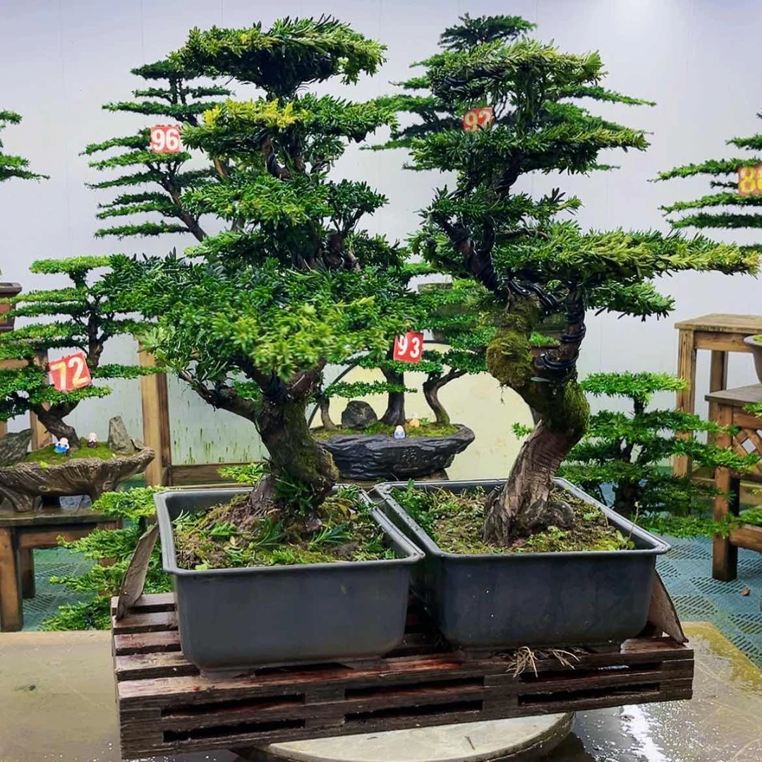 【闪购商品】无花朵荣**下