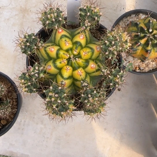 花**夏30-0122泰国发货花田多肉