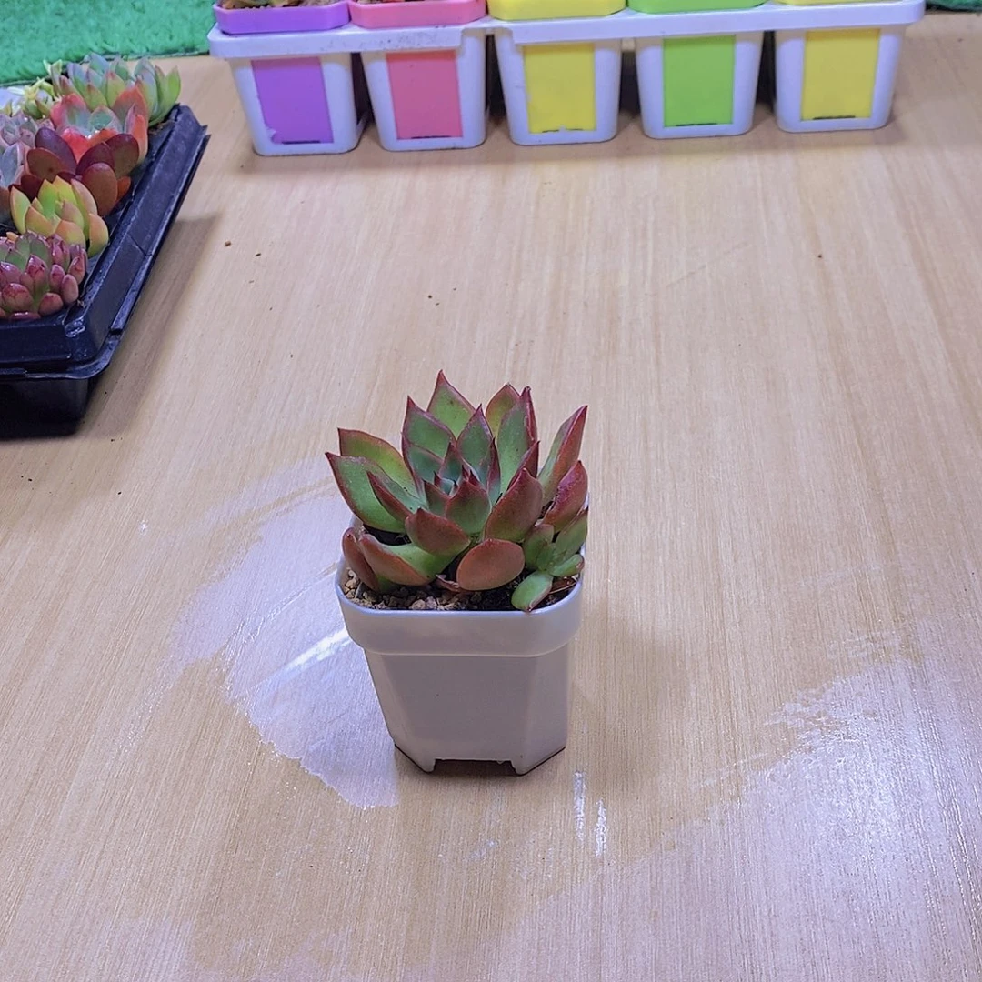 无花朵野马东云单颗送盆