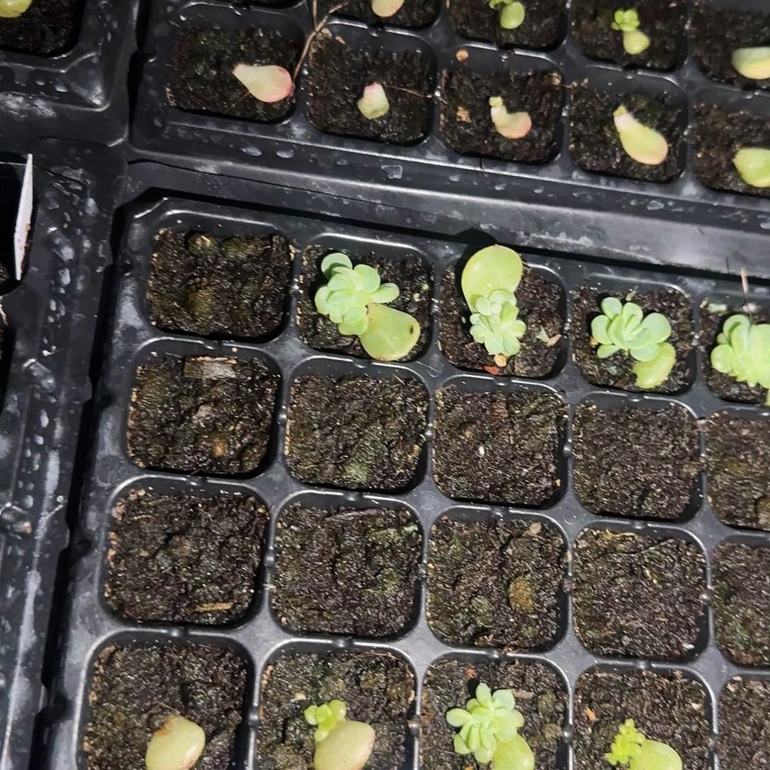 B L20 芝麻一个满25包邮