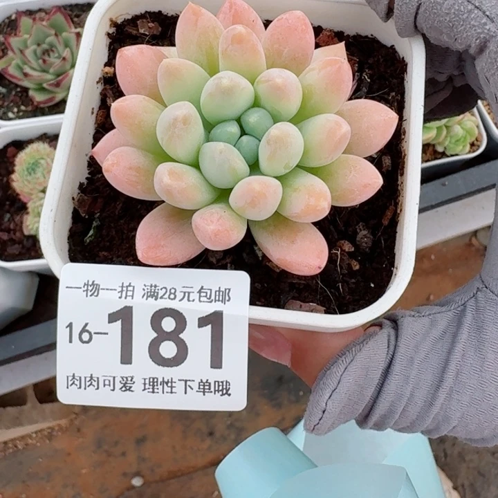 星空美人无盆土发货多肉多肉