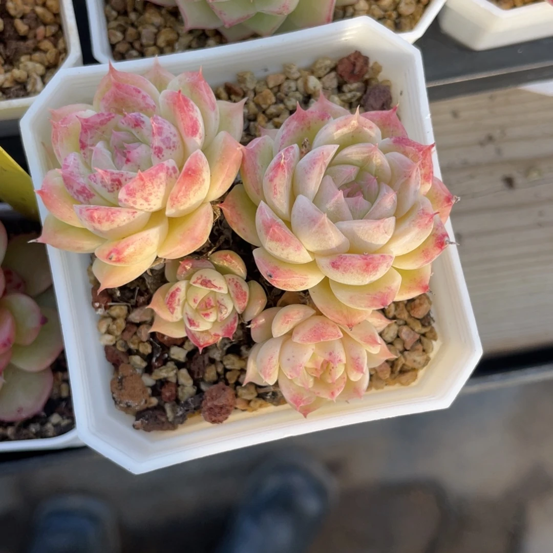 优选女王多肉福利1392