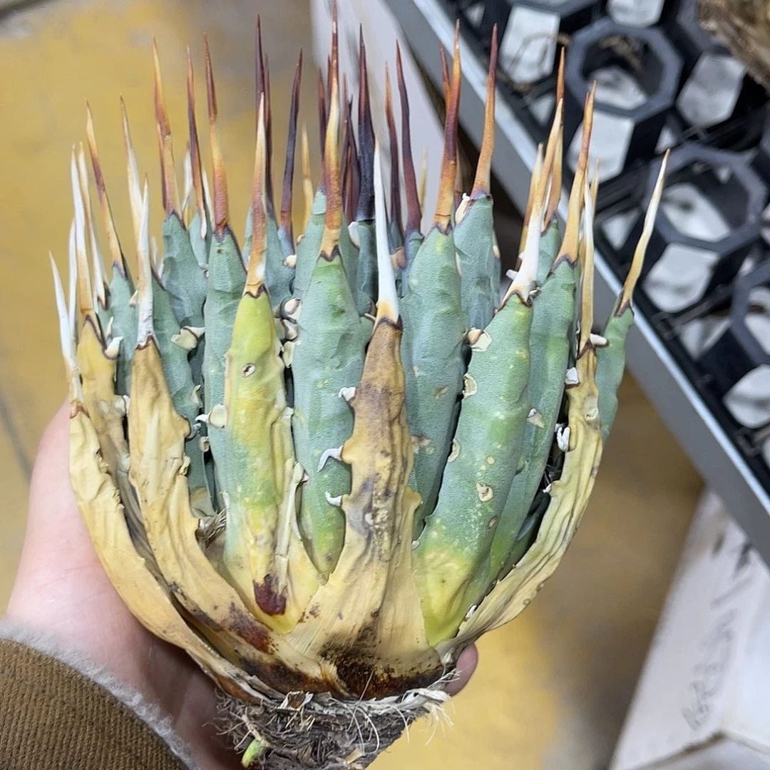 生桩妖炎好养好价