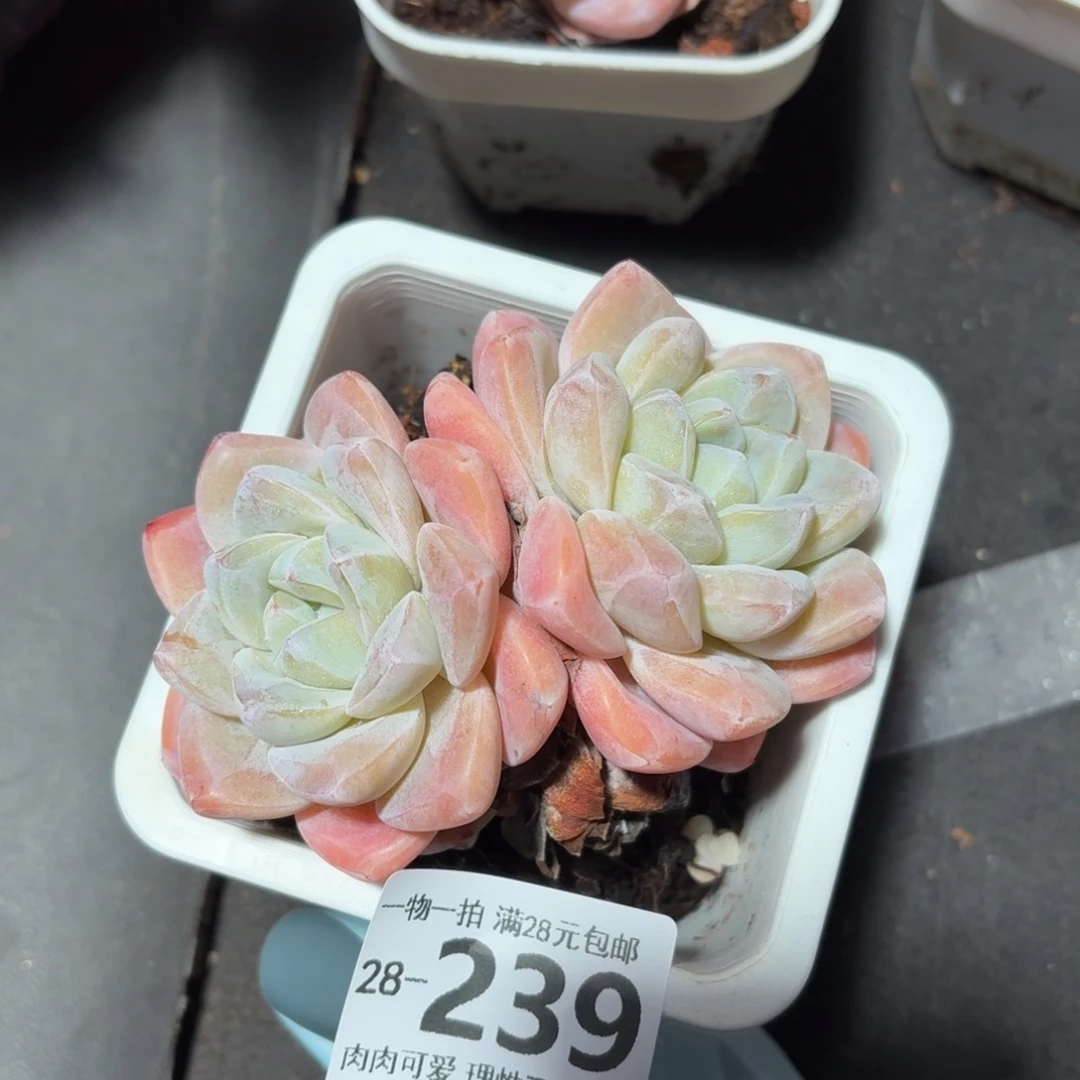 冰玉无盆土发货无盆