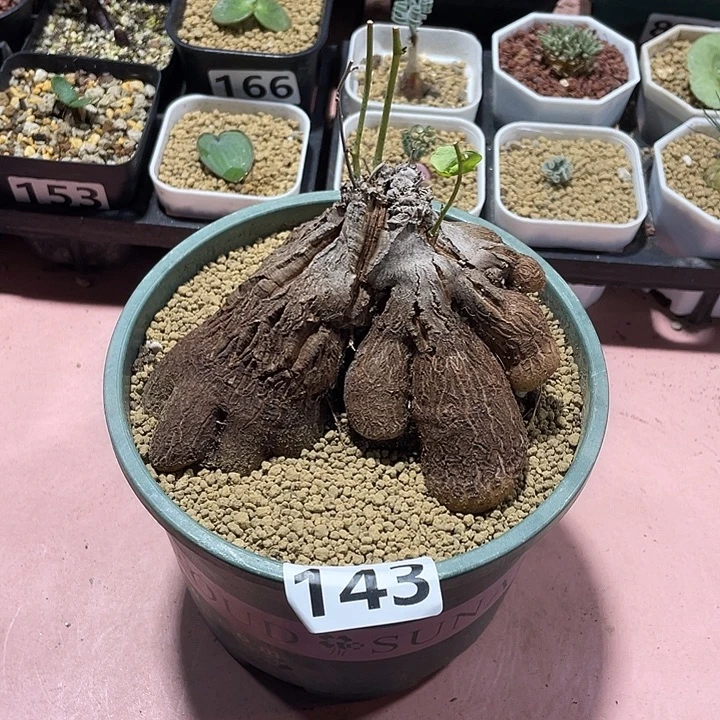 143超大象足龟甲龙