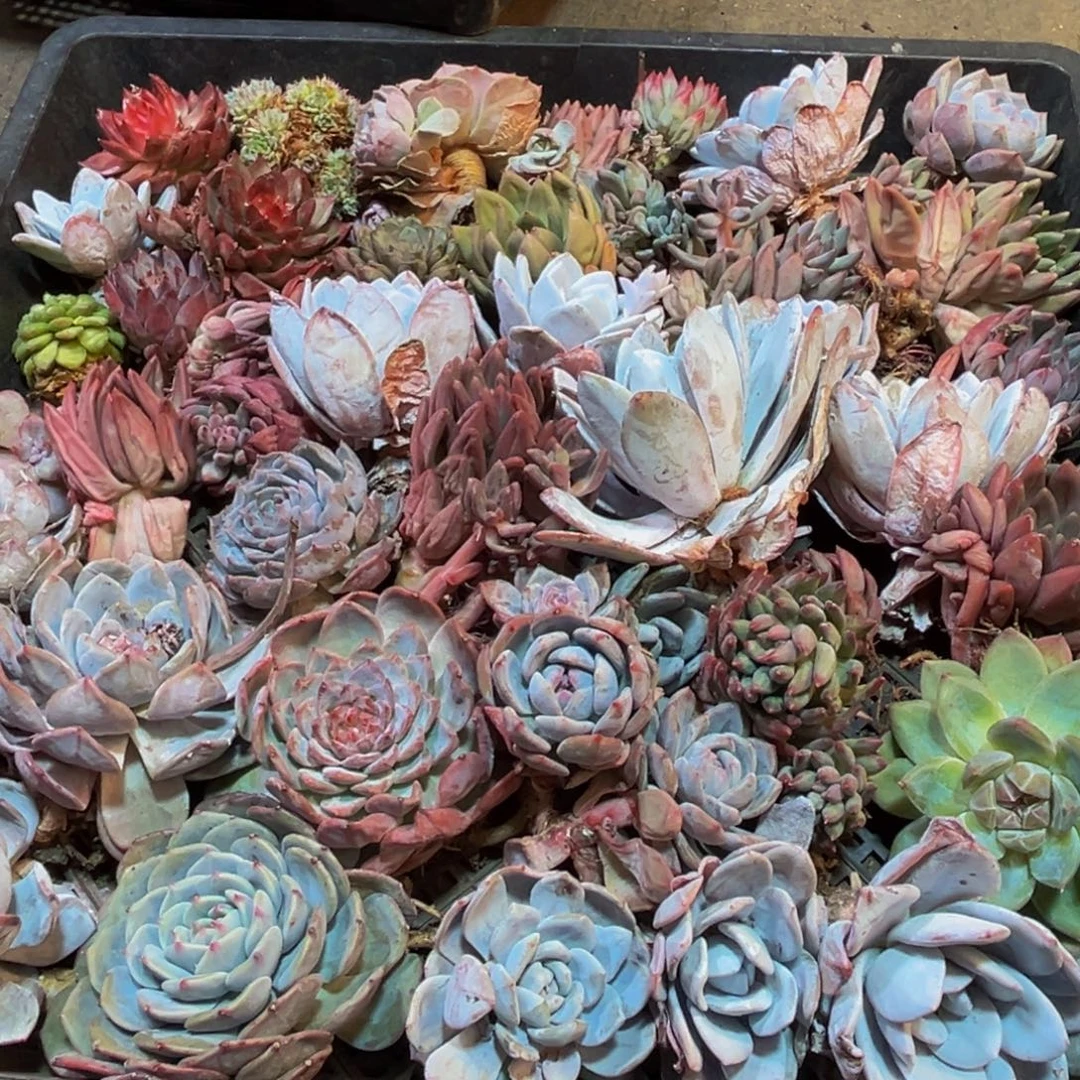 120大热天大雾天气持续时间