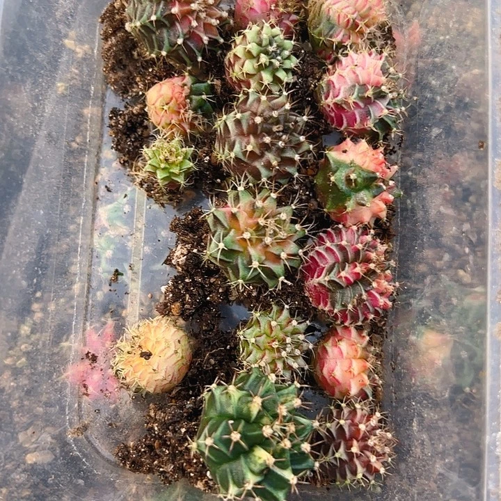 悠***然当前无花栽培后可以开花