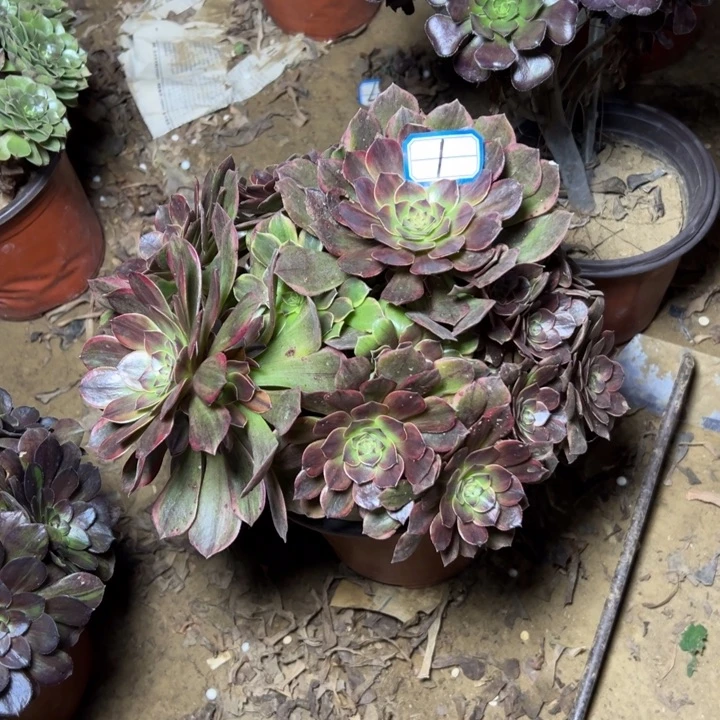 多肉植物半夏法师1