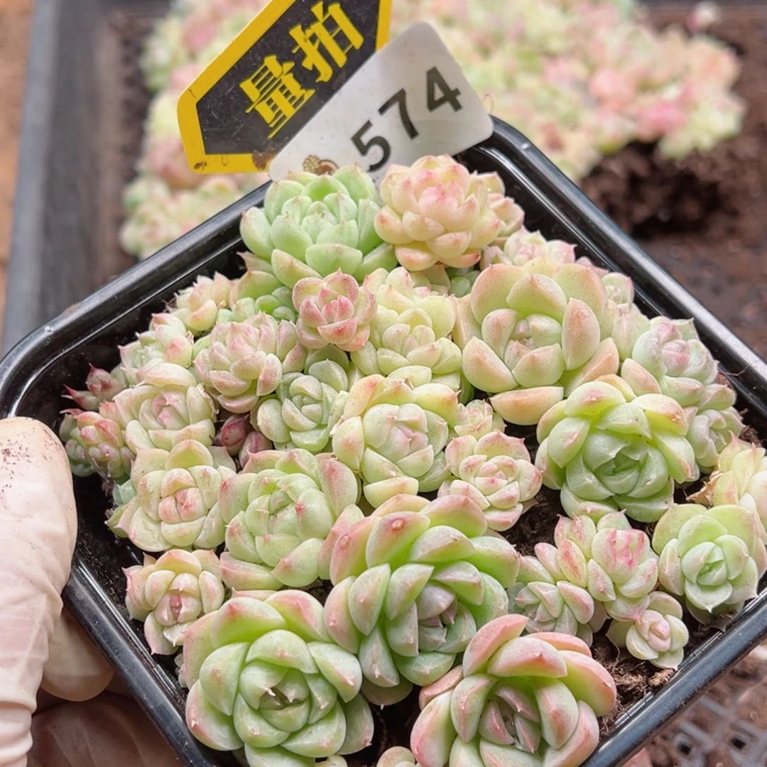 多肉植物多肉植物