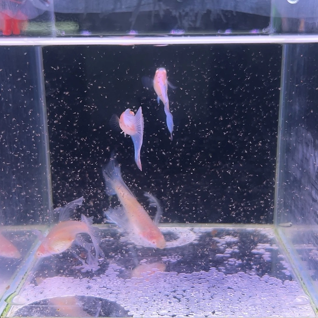 孔雀鱼蓝白蝶翼绣球C2对