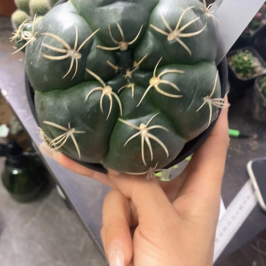妮***宝一物一拍一棵仙人球