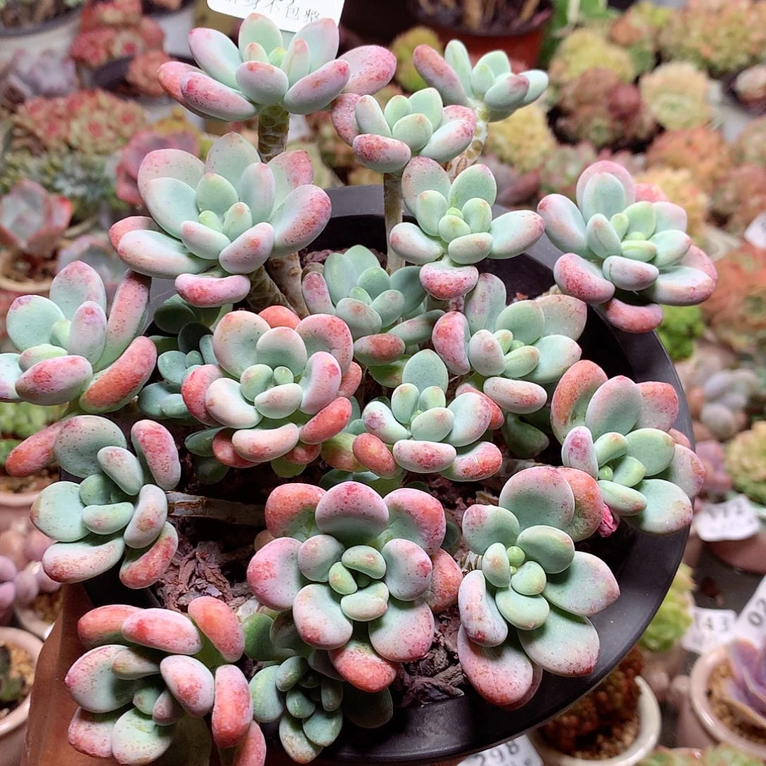 精控拇指盆8.31802