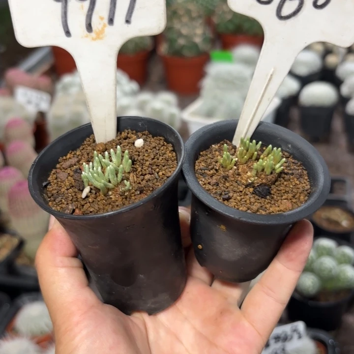 昔***园9977二个韧锦好养皮实