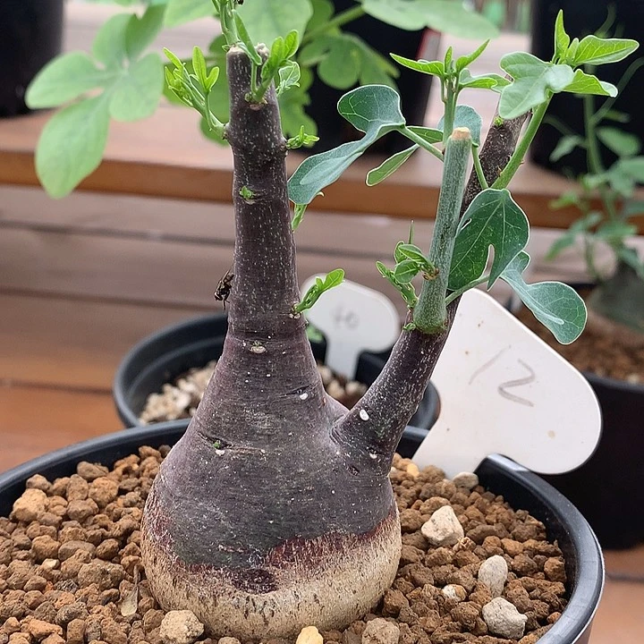12刺腺蔓哈哈哈哈哈哈