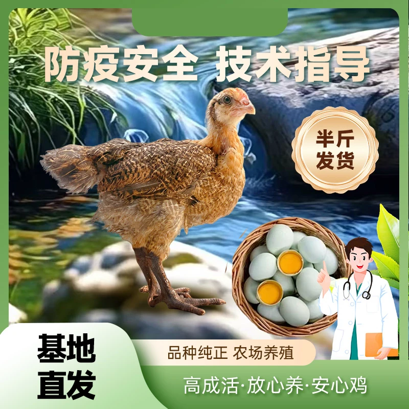 半斤红瑶土鸡笨鸡宠物鸡 拍10送2  【顺丰包邮到家】J