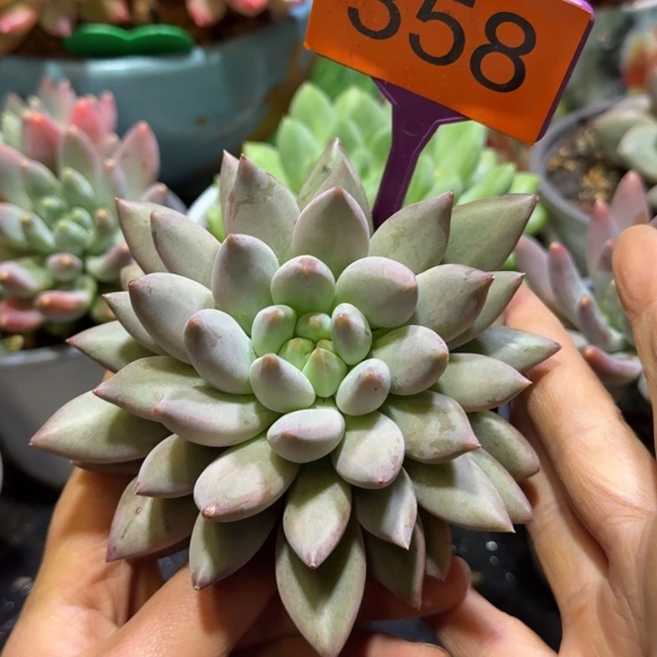 水晶球一物一拍358