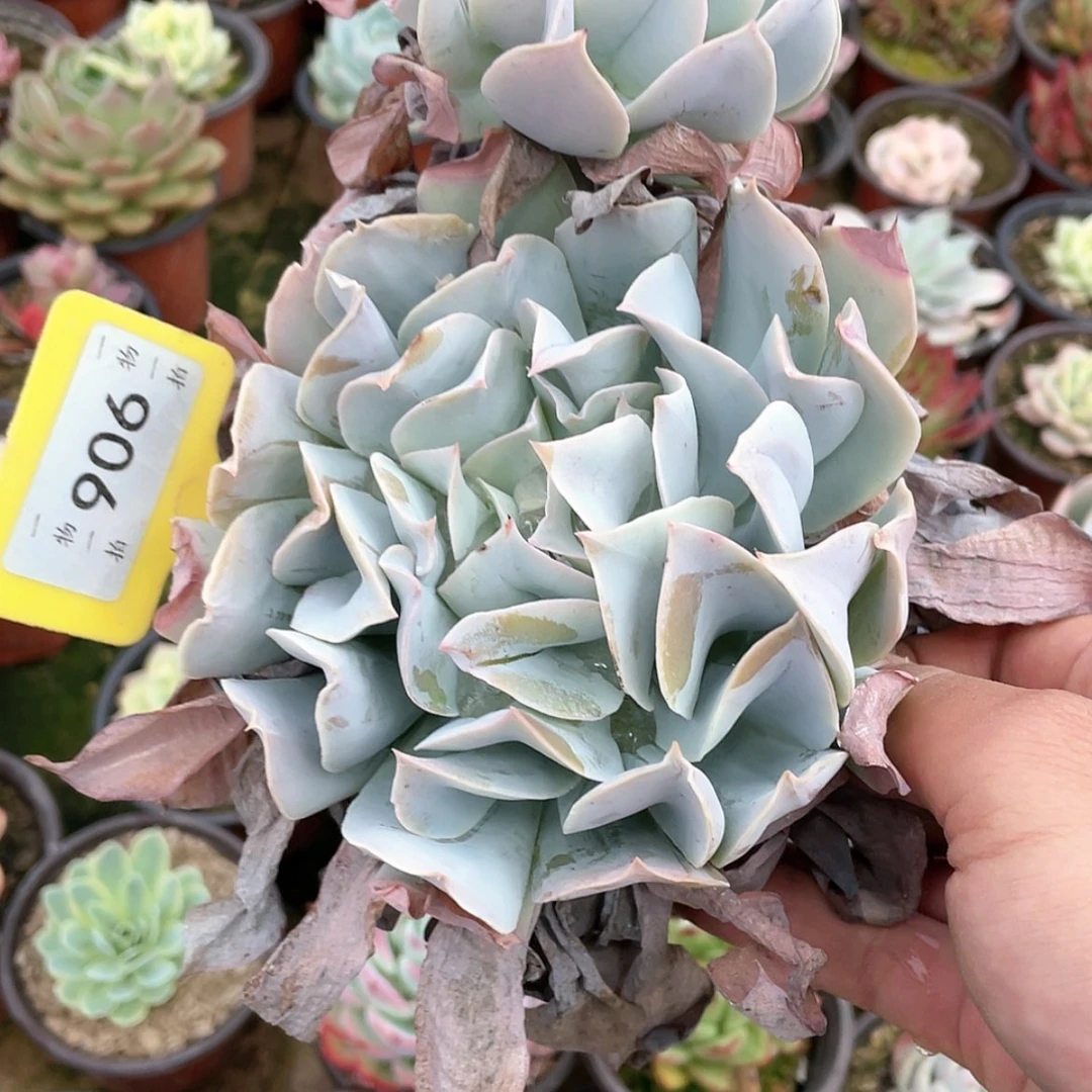 【闪购商品】孑****心906号