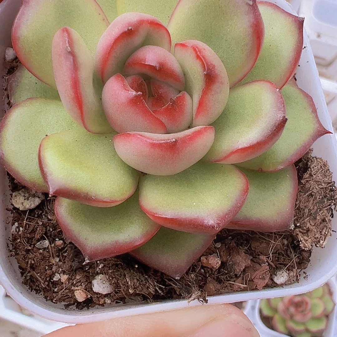 万宝龙19包邮多肉