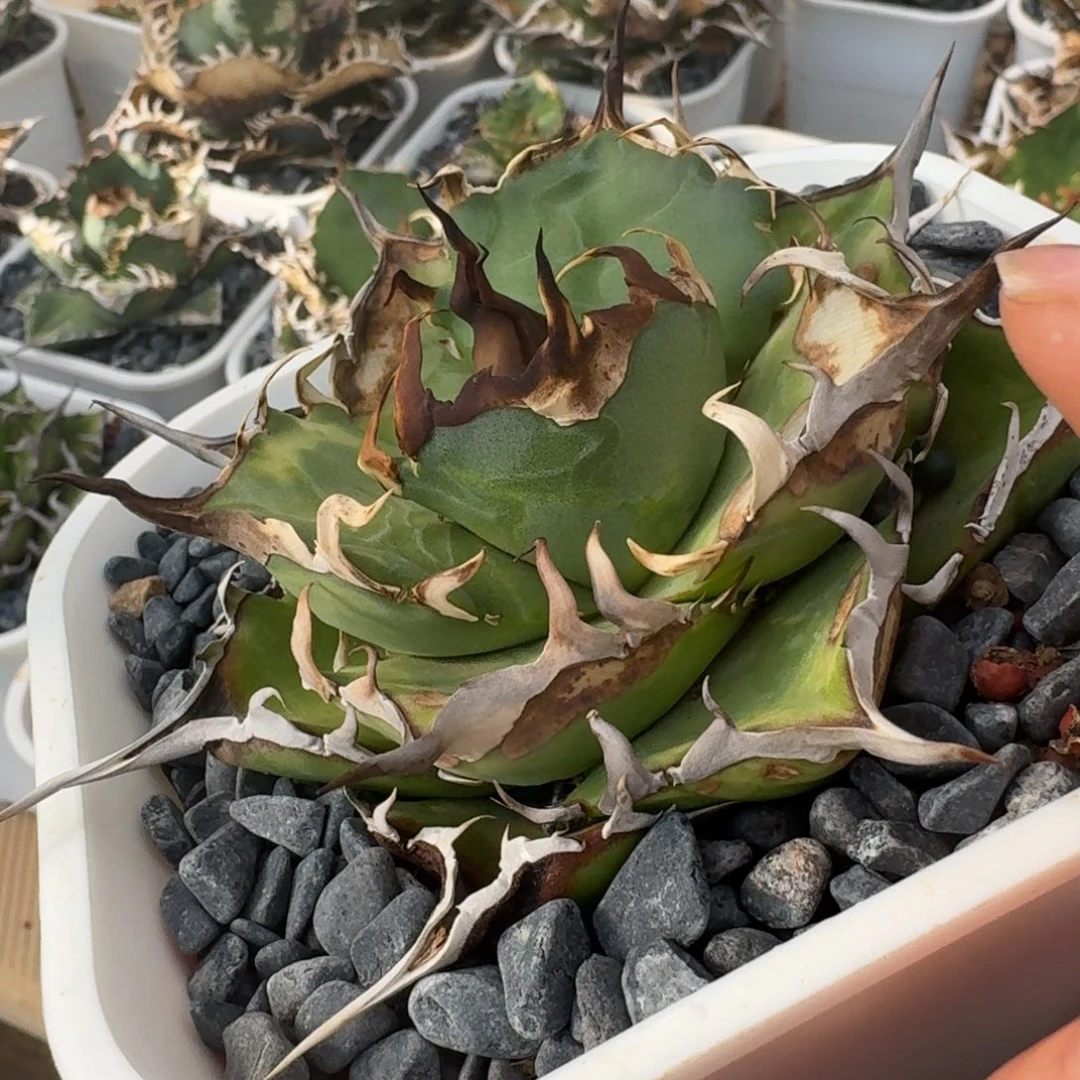 完全开放龙舌兰任王冠灯养黑帝斯