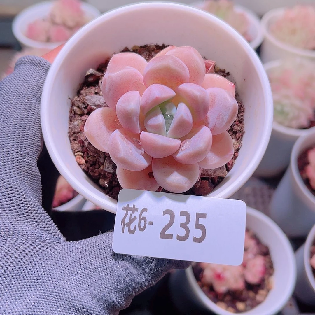 花06-235奶糖单头