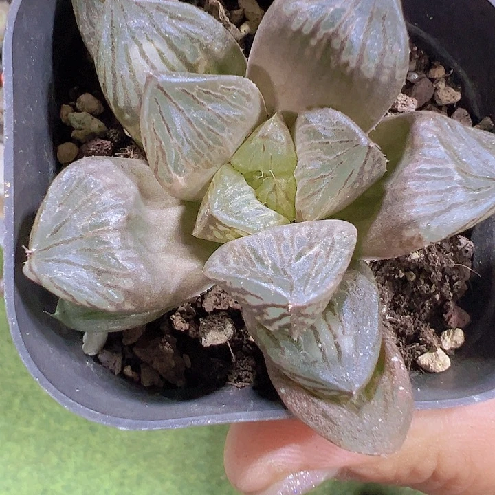 北极之光19包邮多肉