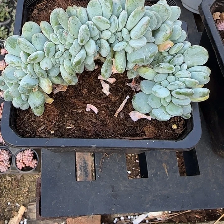 云***。青蛙王子儿童牙膏套装11