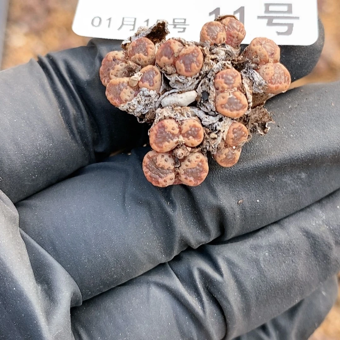 杜*果桃喜花园0115-11勋章