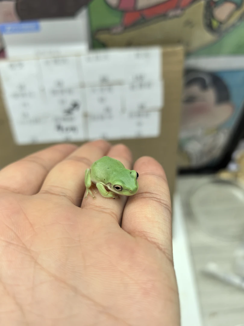 蓝眼姥爷树蛙绿色树栖温顺可爱可饲养热带宠物蛙