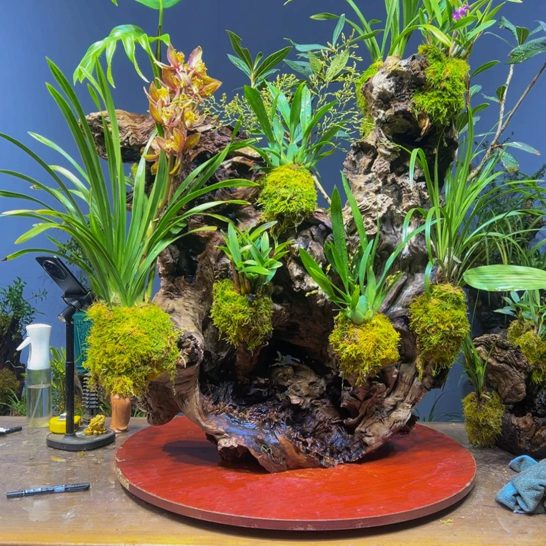 级***还完全开放11111111111111111