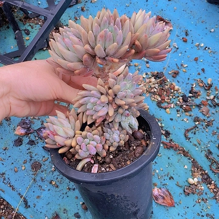 1097多肉植物老桩