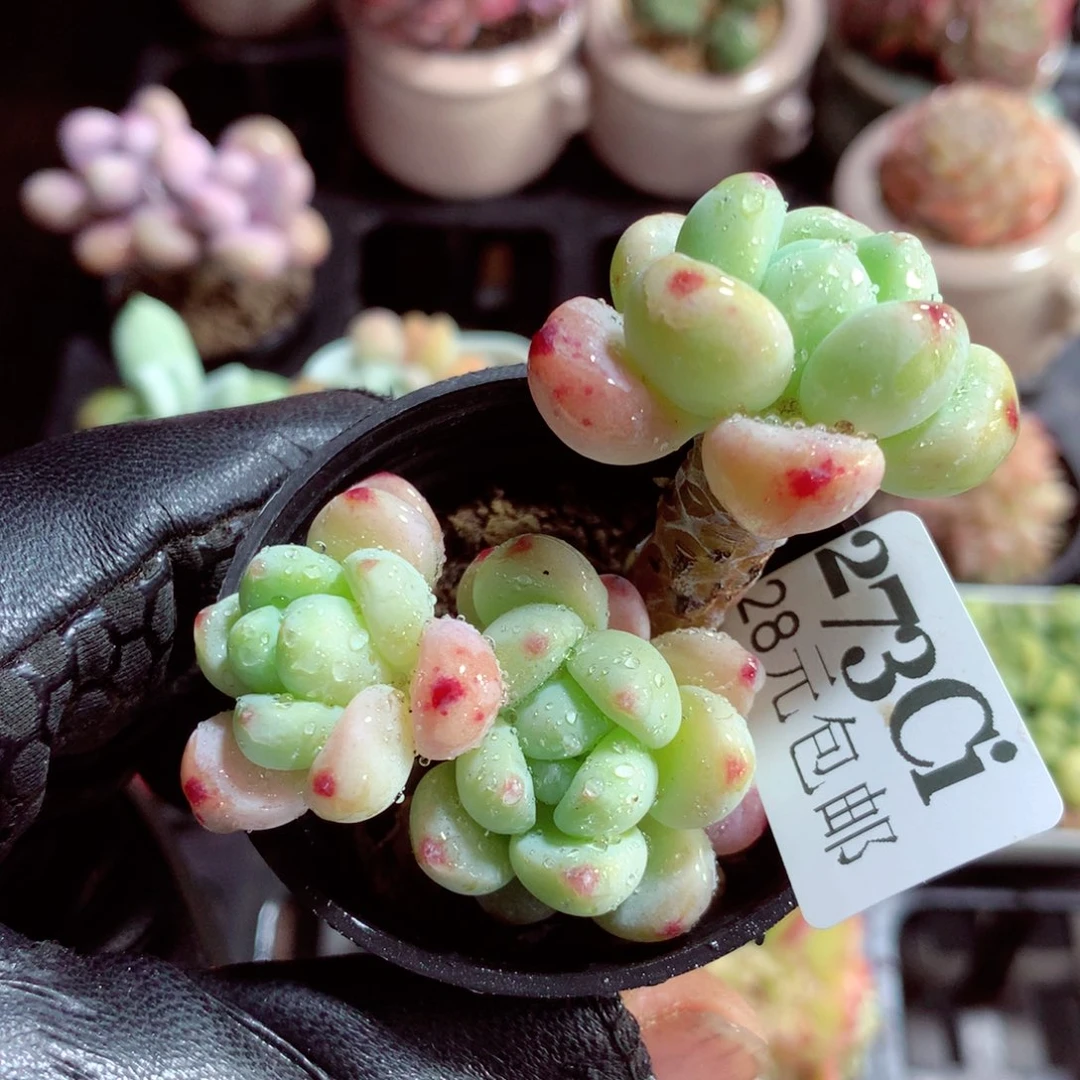 5厘米盆精控多肉273