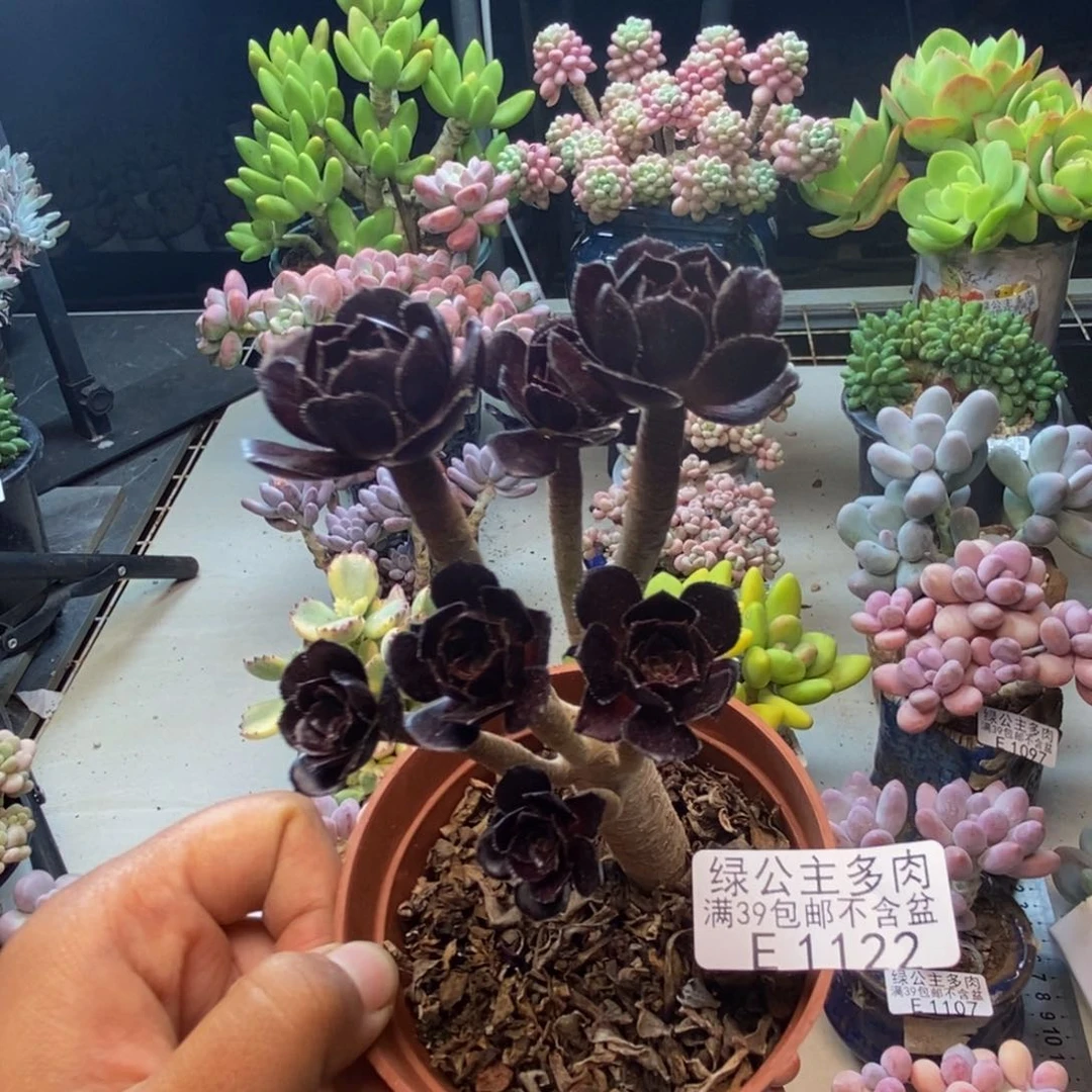 122丸叶法师多肉有砍