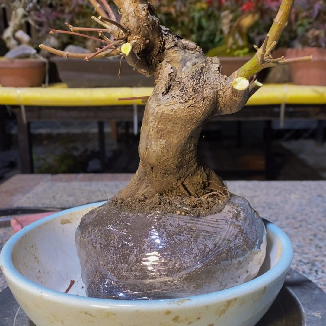 无花朵原生山红叶