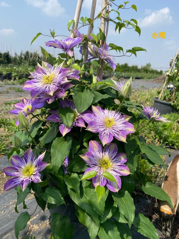 铁线莲大苗两加仑露天苗水晶喷泉