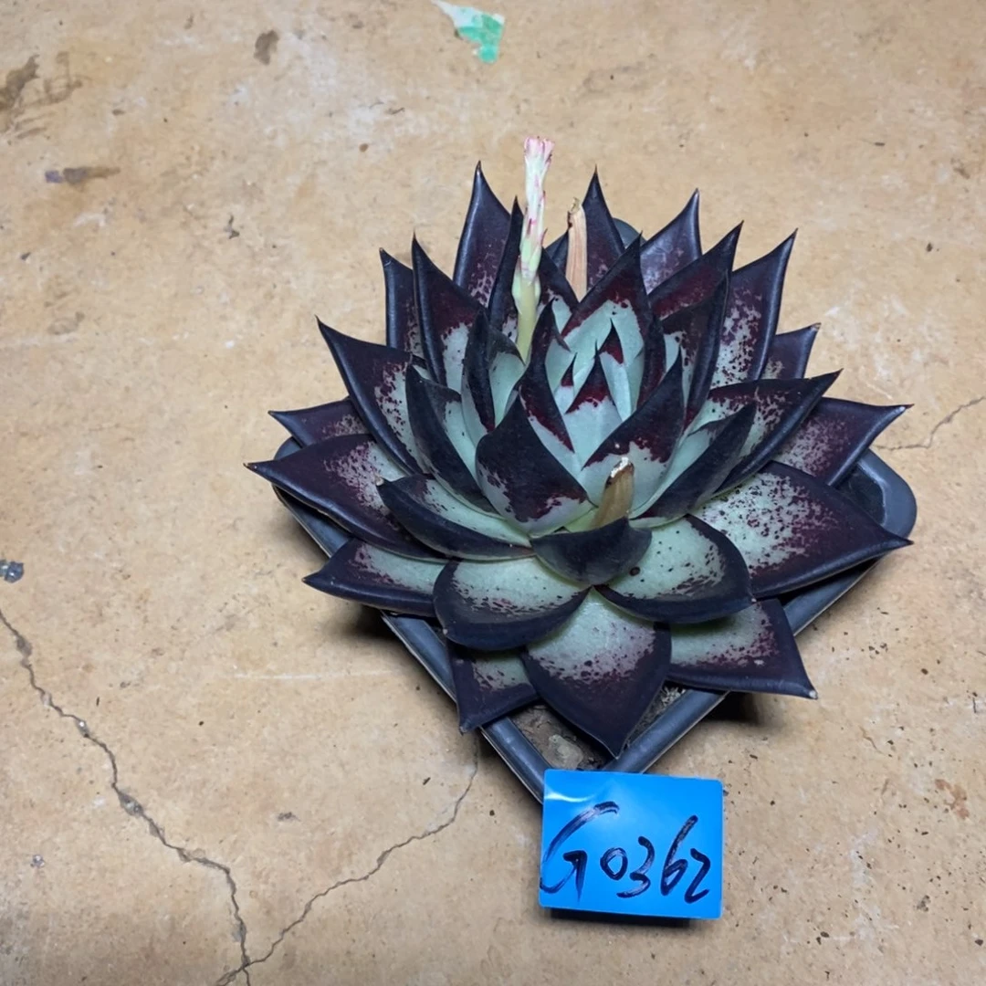 多肉植物多肉植物0362