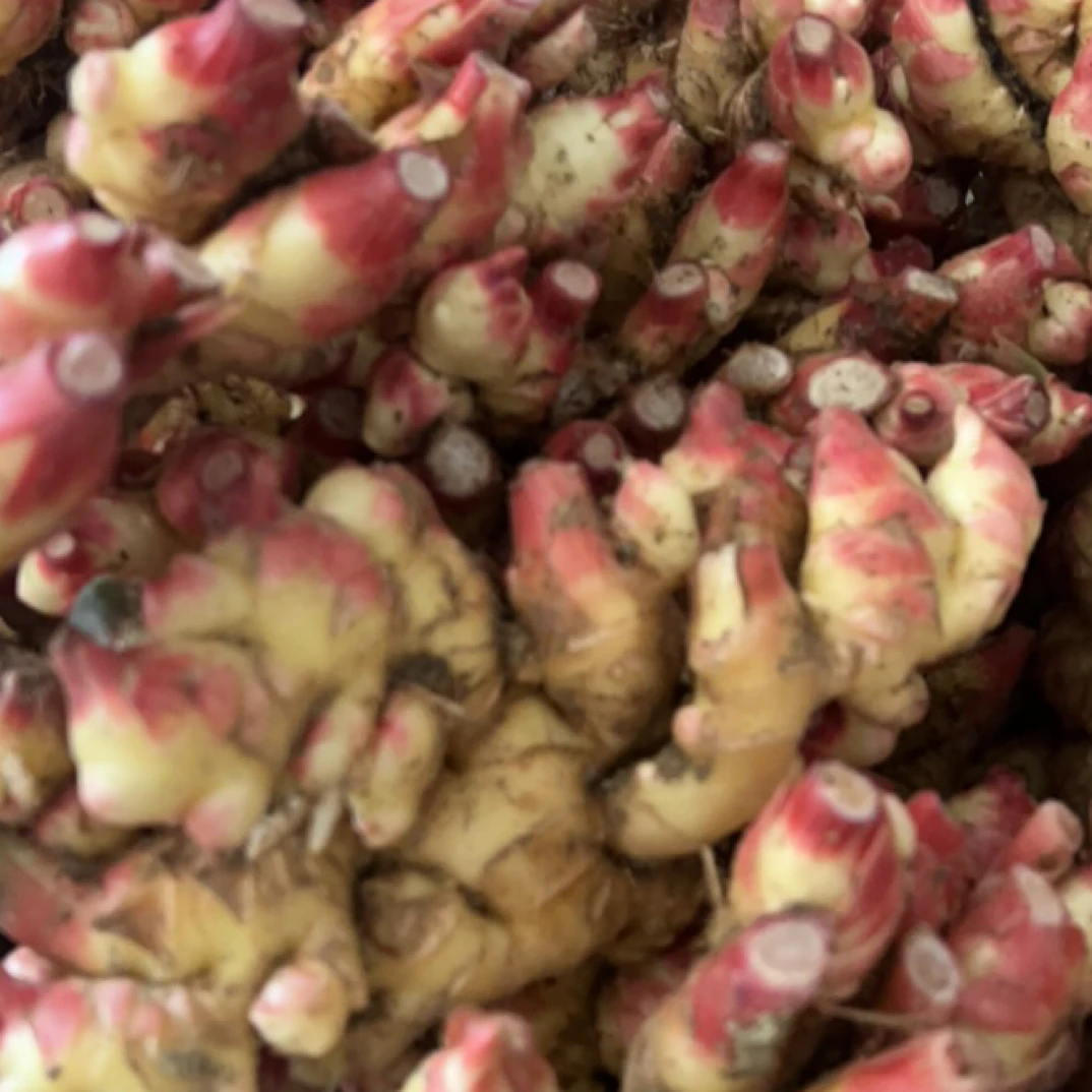 磐安五指生姜新鲜成熟老姜