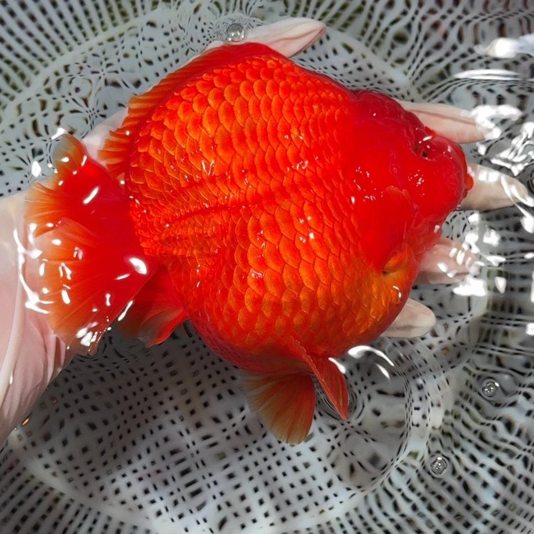 金鱼精品短尾将军狮子