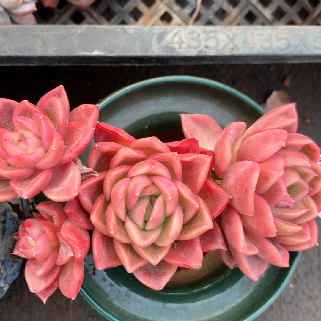 2739杂交多肉植物