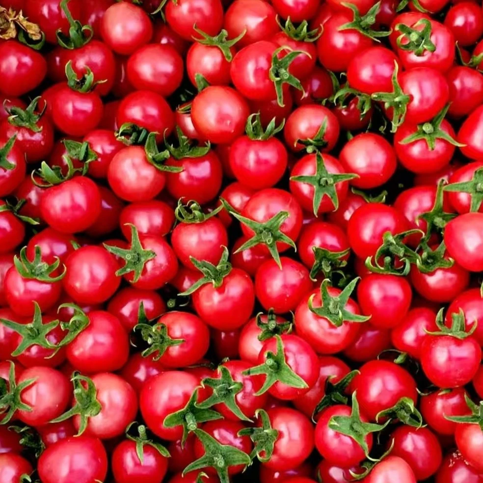 圣女果小番茄新鲜西红柿千禧圣女果农场现摘现发