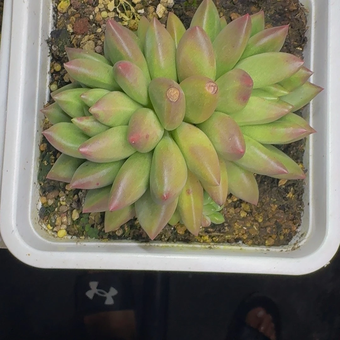 米其林 双头 一物一拍