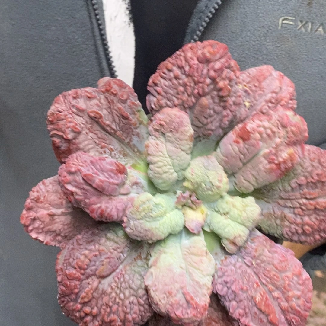 狂野男爵大单头老桩