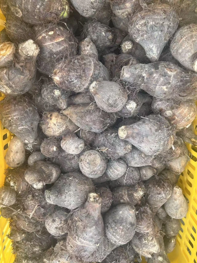 江西赣南农家自种当季蔬菜毛芋头新鲜芋子小芋头毛芋软糯滑煮烂