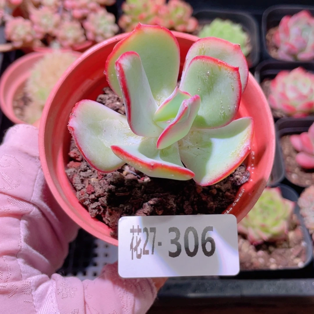 花利美27-306白眉