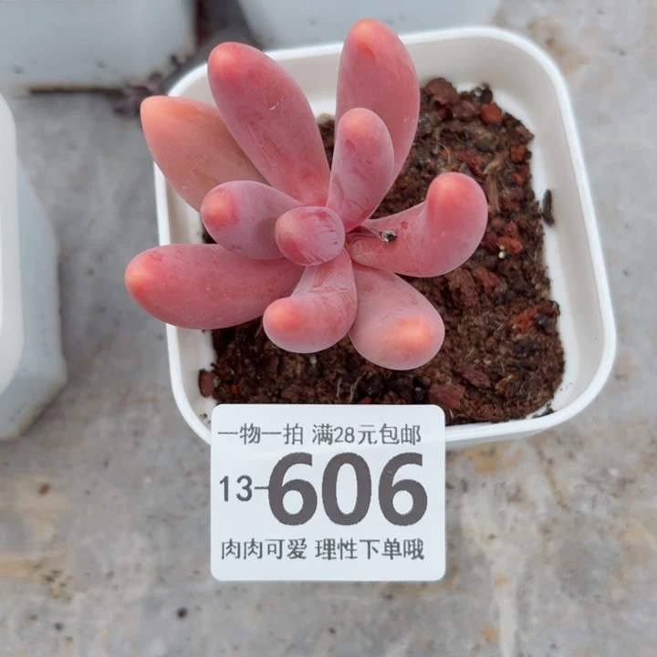 红手指无盆土发货多