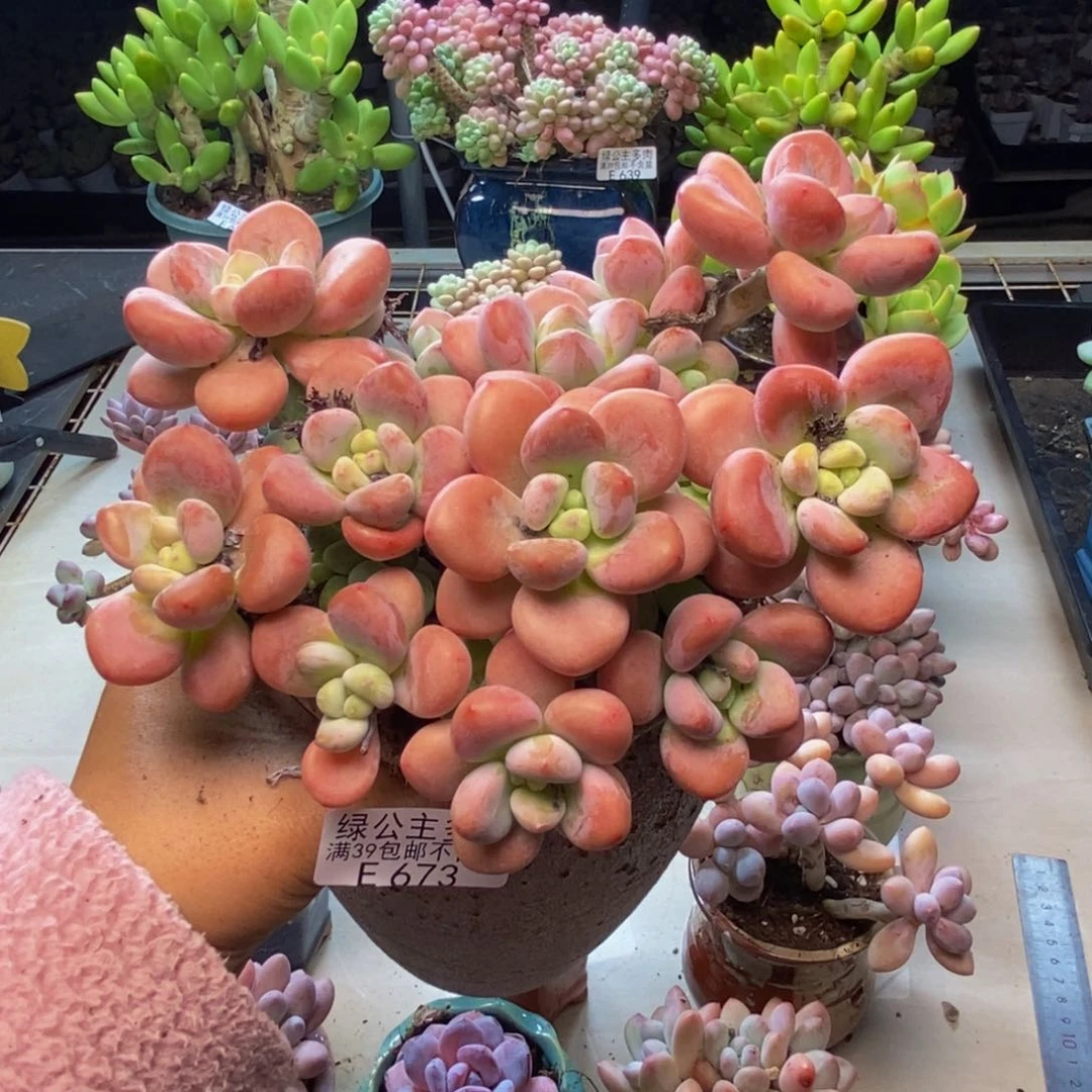 673樱花洛神多肉17c m