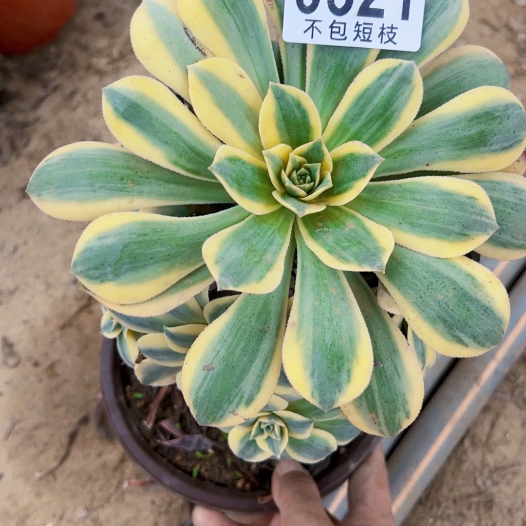 灿烂多肉植物0321